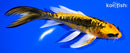 5.25" ARAGOKE KIN KIKOKURYU BUTTERFLY