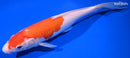9.5" KOHAKU