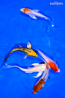 PACK OF (5) 4-5" BUTTERFLY KOI