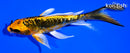 5.25" ARAGOKE KIN KIKOKURYU BUTTERFLY