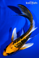 5.25" ARAGOKE KIN KIKOKURYU BUTTERFLY