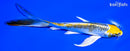 6.25" GINRIN KUJAKU BUTTERFLY