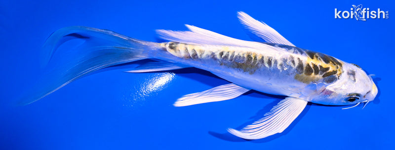 6.25" DOITSU KUJAKU BUTTERFLY