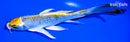 6.25" GINRIN KUJAKU BUTTERFLY