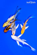 PACK OF (5) 4-5" BUTTERFLY KOI