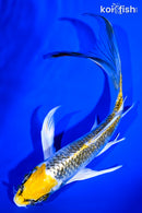 6.25" GINRIN KUJAKU BUTTERFLY
