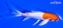 5.25" HARIWAKE BUTTERFLY