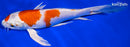 8.75" MARUTEN HARIWAKE BUTTERFLY