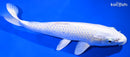 10" PLATINUM OGON