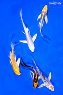 PACK OF (5) 4-5" BUTTERFLY KOI