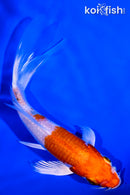 5.25" HARIWAKE BUTTERFLY