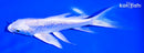 5.75" GINRIN PLATINUM OGON BUTTERFLY