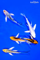 PACK OF (5) 4-5" BUTTERFLY KOI
