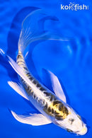 6.25" DOITSU KUJAKU BUTTERFLY