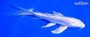 5.75" GINRIN PLATINUM OGON BUTTERFLY