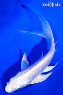 5.75" GINRIN PLATINUM OGON BUTTERFLY