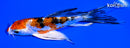 5.5" ARAGOKE HEISEI NISHIKI BUTTERFLY