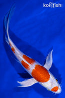 8.75" MARUTEN HARIWAKE BUTTERFLY