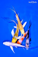 PACK OF (5) 4-5" BUTTERFLY KOI