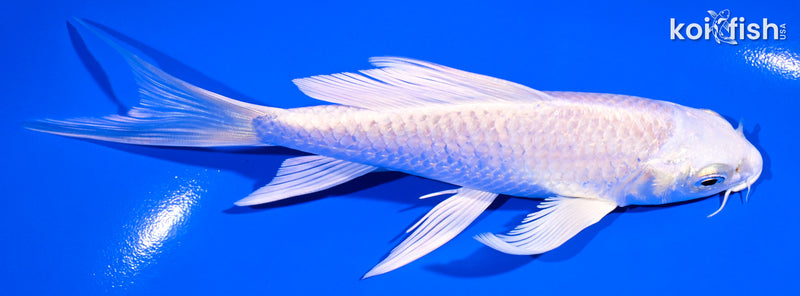 5.75" PLATINUM OGON BUTTERFLY