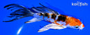 5.5" ARAGOKE HEISEI NISHIKI BUTTERFLY