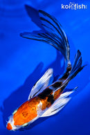 5.5" ARAGOKE HEISEI NISHIKI BUTTERFLY