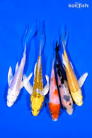 PACK OF (5) 4-5" BUTTERFLY KOI