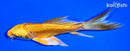 5.25" DOITSU YAMABUKI OGON BUTTERLFY