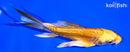 5.25" DOITSU YAMABUKI OGON BUTTERLFY