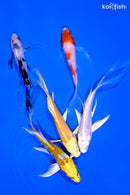 PACK OF (5) 4-5" BUTTERFLY KOI