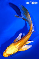 5.25" DOITSU YAMABUKI OGON BUTTERLFY