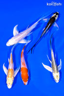 PACK OF (5) 4-5" BUTTERFLY KOI