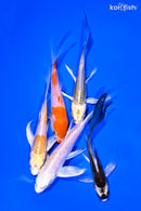 PACK OF (5) 4-5" BUTTERFLY KOI
