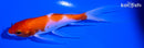 5.5" HARIWAKE BUTTERLFY