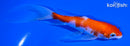 5.5" HARIWAKE BUTTERLFY