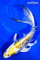 10.75" KIN KIKOKURYU BUTTERFLY
