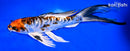 11.75" BENI KIKKURYU BUTTERFLY