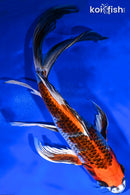 9.75" KUJAKU BUTTERFLY