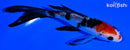 5" SANKE BUTTERFLY