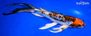 11.75" BENI KIKKURYU BUTTERFLY