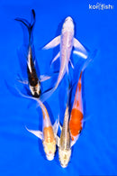 PACK OF (5) 4-5" BUTTERFLY KOI