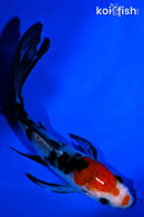 5" SANKE BUTTERFLY