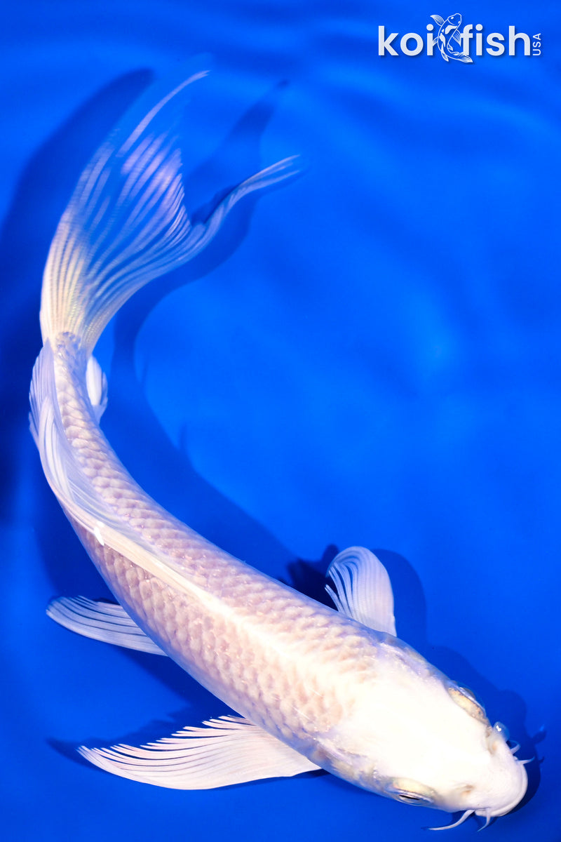 5.75" PLATINUM OGON BUTTERFLY