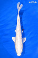10" PLATINUM OGON