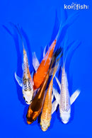 PACK OF (5) 4-5" BUTTERFLY KOI
