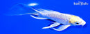 5.5" DOITSU LEMON HARIWAKE BUTTERFLY