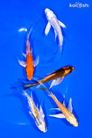 PACK OF (5) 4-5" BUTTERFLY KOI