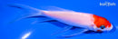 5.75" KOHAKU BUTTERFLY
