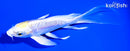 5.5" DOITSU LEMON HARIWAKE BUTTERFLY