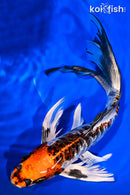 11.75" BENI KIKKURYU BUTTERFLY